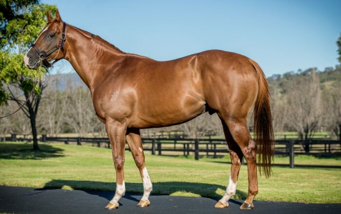 Star Turn at Vinery Stud