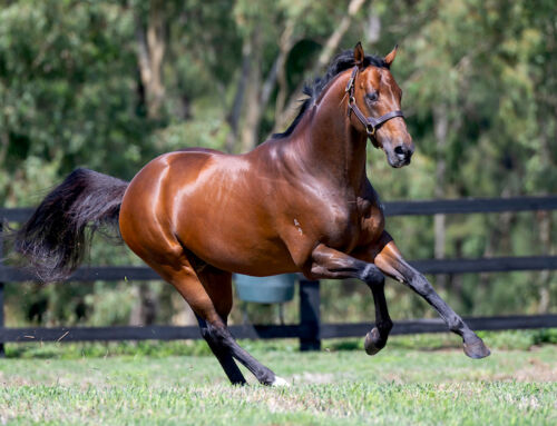 The Odds Are in Your Favour This November at Vinery