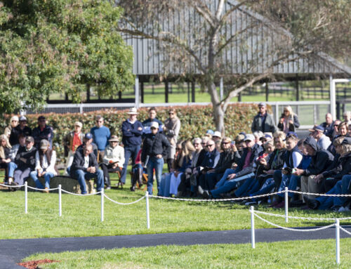 2025 Vinery Stallion Parades