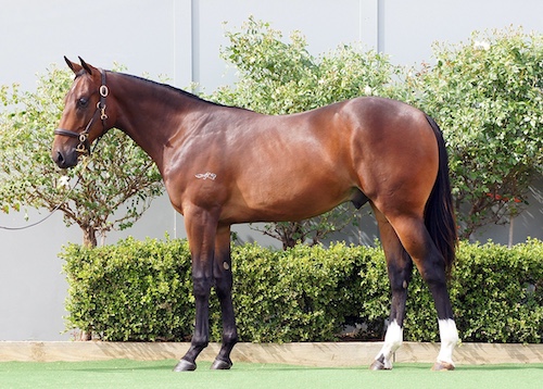 racehorse Oakland Raider standing up and pictured as a yearling