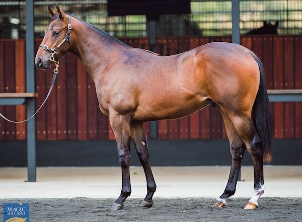 horse Hamilton Brown pictured as a yearling