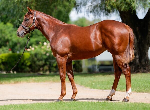 yearling half brother to Santa Ana Lane