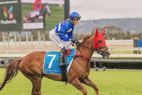 chestnut racehorse called Geminga