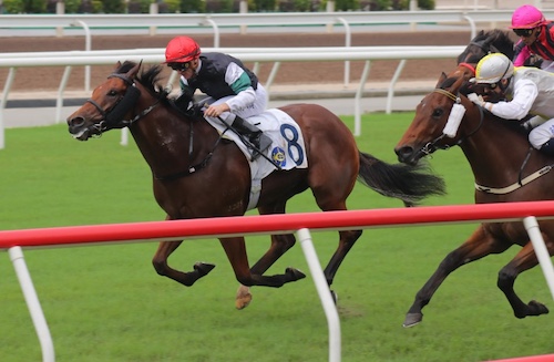 Hong Kong racehorse La Forza