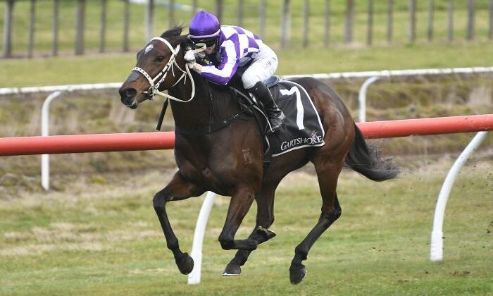 brown racehorse, purple silks