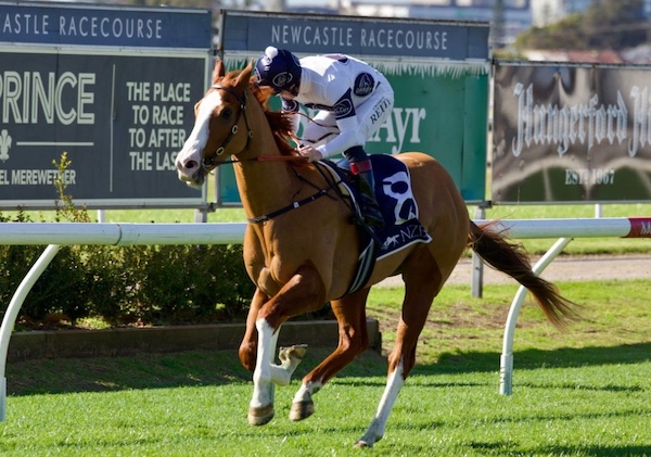 Flashy Chestnut racehorse by Headwater