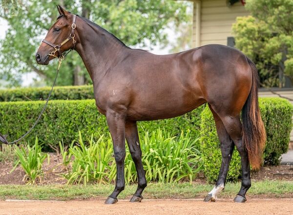 all too hard x zolani yearling filly