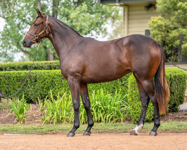 all too hard x zolani yearling filly