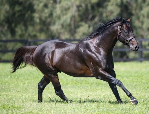 Express Class, from midweek to Stakes class