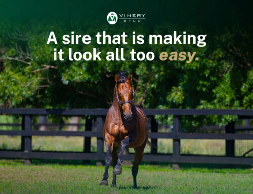 Is All Too Hard the best value stallion in the country?