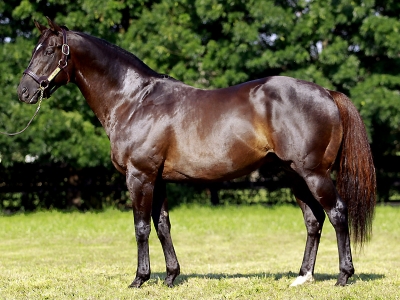 stallion_more_than_ready_1-400×300-1