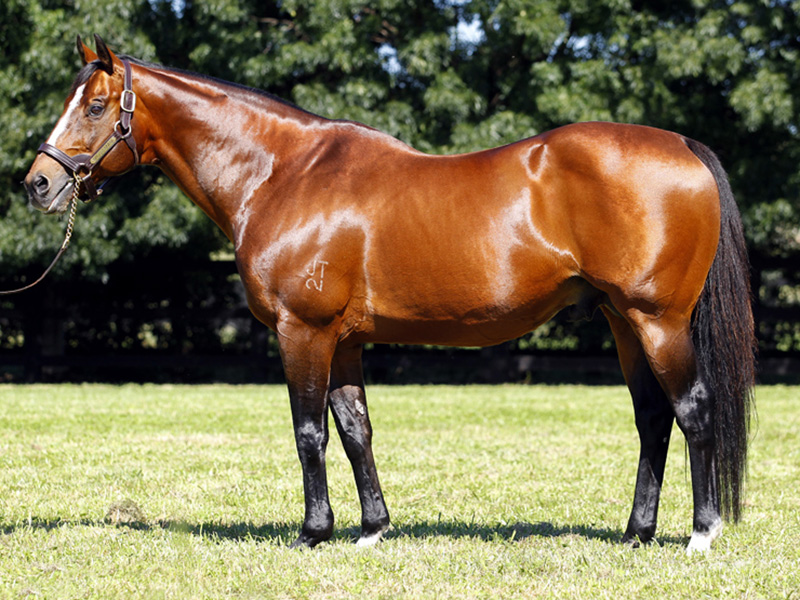 stallion_mossman_1