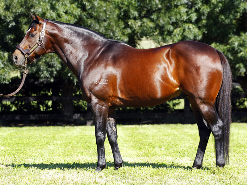 stallion_testa_rossa_1