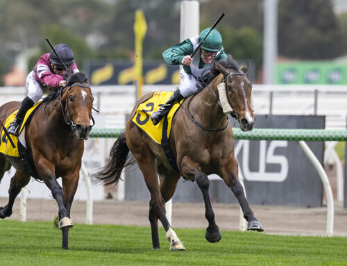 A Stellar Spring Saturday for Vinery