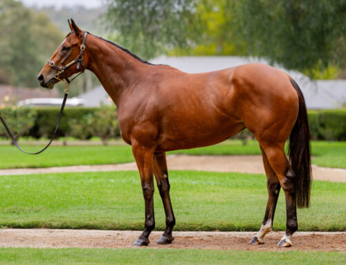 Vinery Chairman’s Sale Graduate London’s Image Strikes Stakes Gold Again