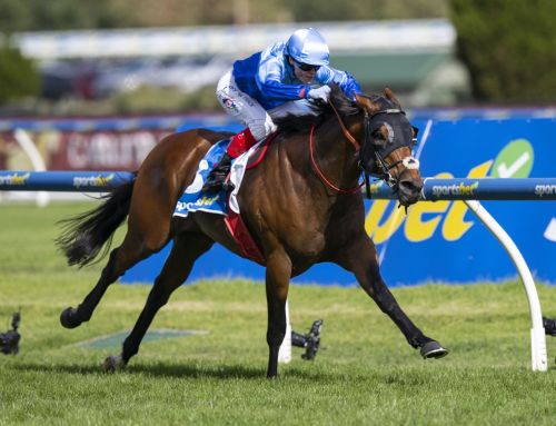 Vinery and Kia Ora Unite Stallion Operations