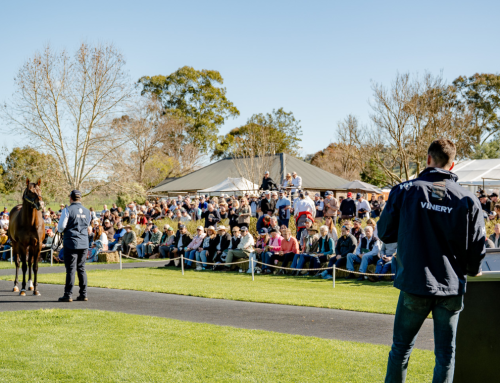 2026 Vinery Stallion Parades