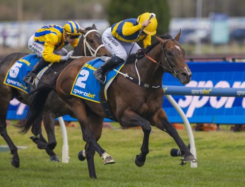 Vinery Stud Secures Outstanding Colt WARWOVEN