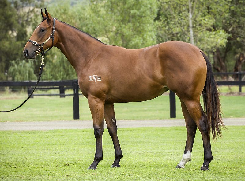 All Too Hard filly Za Zi Ba as a $400k Easter Yearling