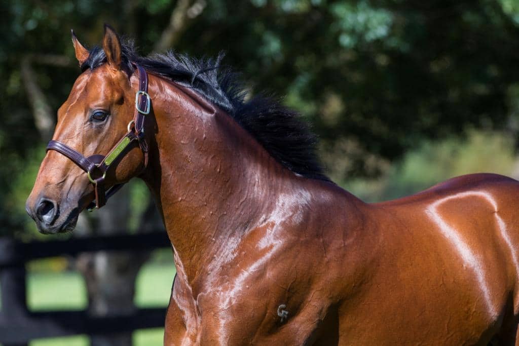 Formerly owned by Nathan Tinkler, All Too Hard is fast becoming a leading sire
