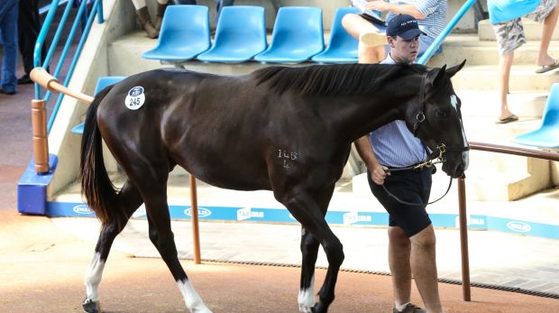 Awesome Pluck as a yearling in the Inglis Classic Sale ring