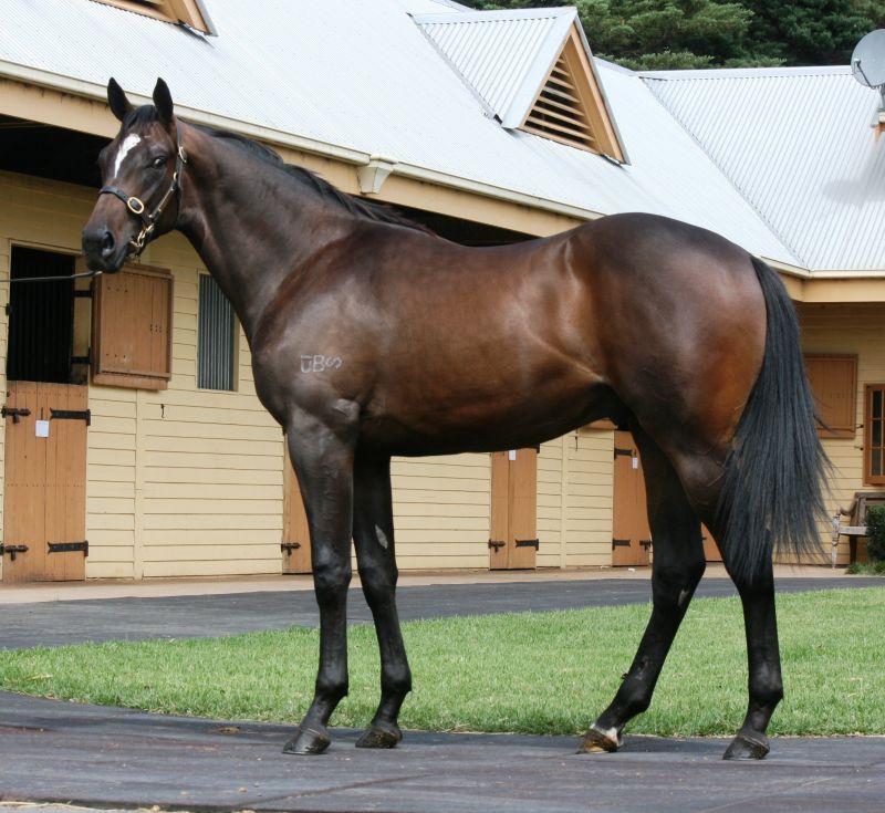 Testa Rossa winner pictured prior to the 2016 Melbourne Premier yearling sale