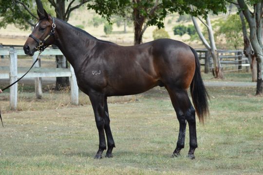 Enzo's Lad as a yearling for Eliza Par