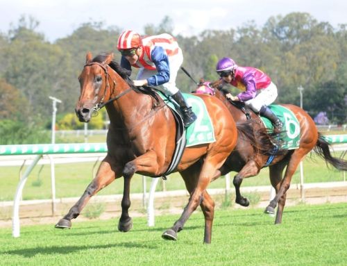 MAGIC MILLIONS MARE A JOY FOR VINERY