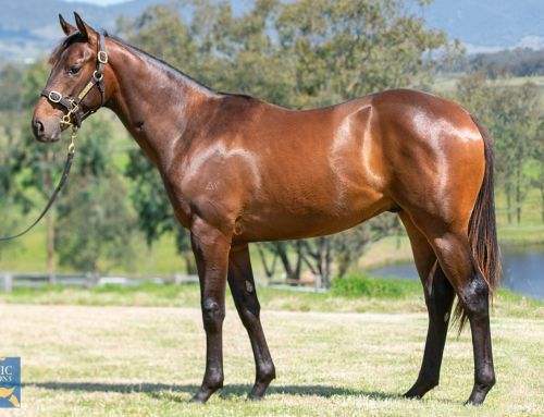 HUGE GAINS FOR VINERY AT MAGIC MILLIONS