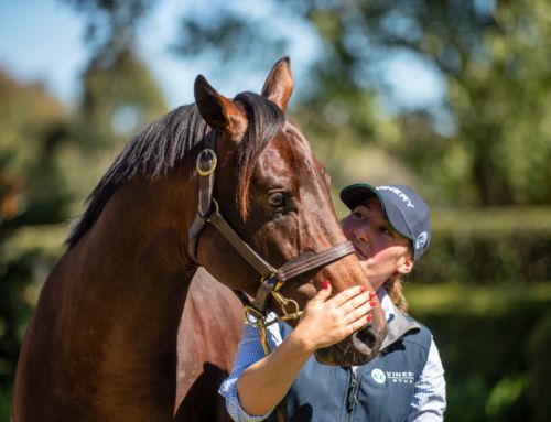 VINERY YEARLINGS SET TO SHINE