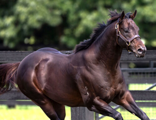 EXCEEDANCE SUGAR COATS EARLY STATS AT PAKENHAM