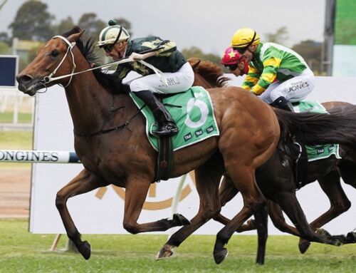 TRIBECA STAR FAVOURITE FOR COUNTRY CHAMPS