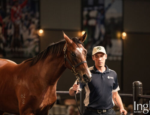 STAR TURN COLT TOP 5 AT INGLIS CLASSIC SALE