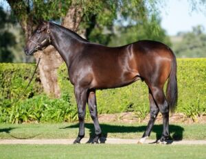 Lot 128 - 2022 Manasari x Ole Kirk colt standing horse for Inglis Easter Yearling Sale