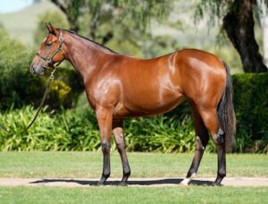 Lot 168 Ole Kirk x Mousai 2022 filly. Inglis Easter Yearling sale horse photo.