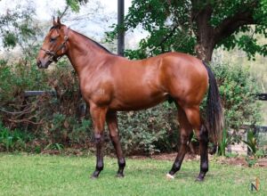 North yearling by ole kirk standing photo before inglis easter yearling sale