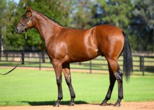 Ole Kirk x Cool Passion Inglis Easter yearling 