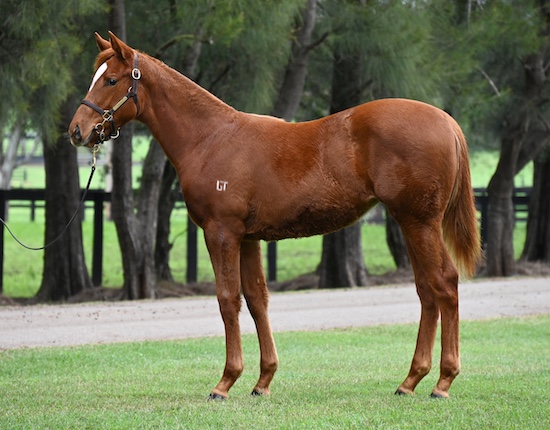 chestnut weanling filly standing at vinery stud