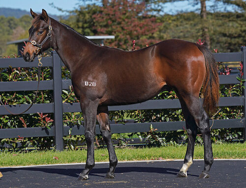 HEDGE FUNDS INVESTING IN WELL-BRED OLE KIRK FOALS