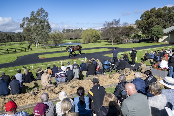 Open Days at Vinery Stud
