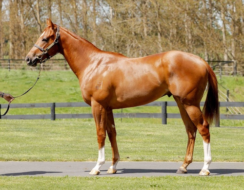 star turn x hyannis port colt sold in 2024